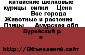 китайские шелковые курицы (силки) › Цена ­ 2 500 - Все города Животные и растения » Птицы   . Амурская обл.,Бурейский р-н